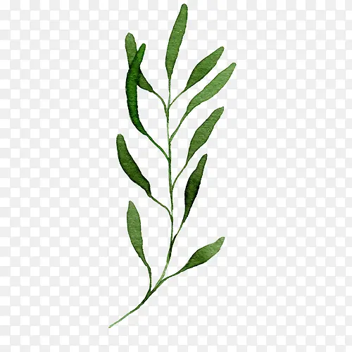 ˮ��Ҷ��-������