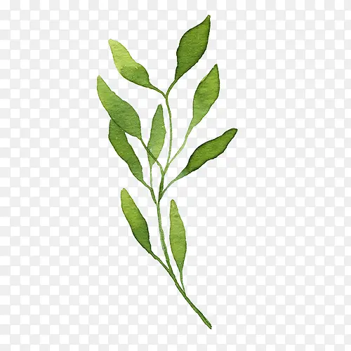 ˮ��Ҷ��-������