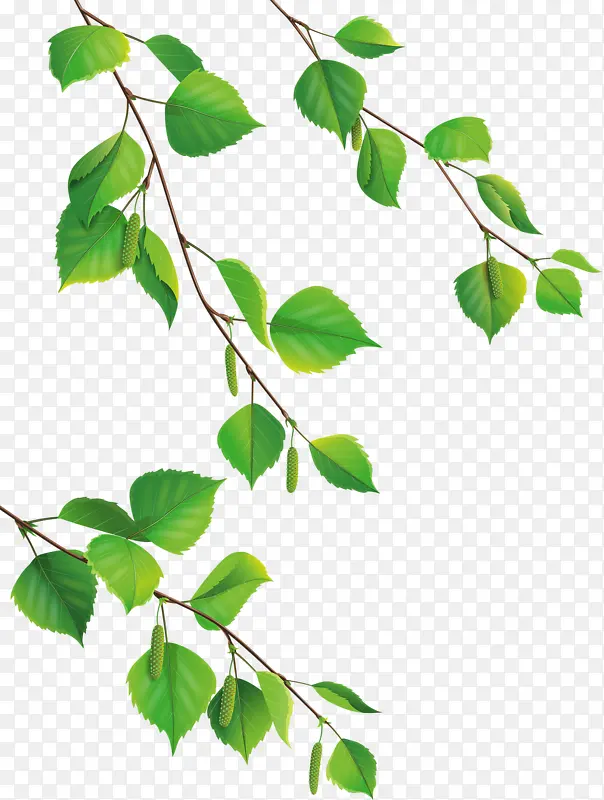 ��Ҷ��֦-������