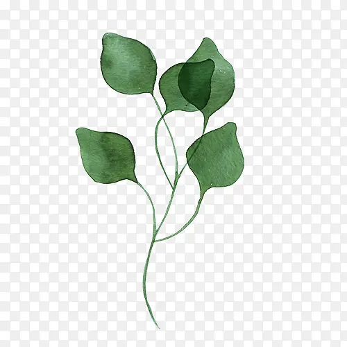 ˮ��Ҷ��-������