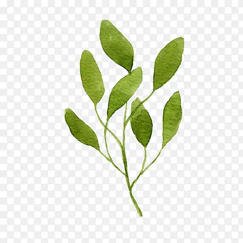 ˮ��Ҷ��-������