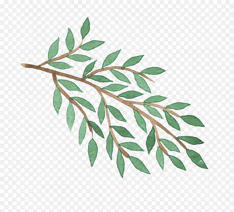 ˮ����֦-������