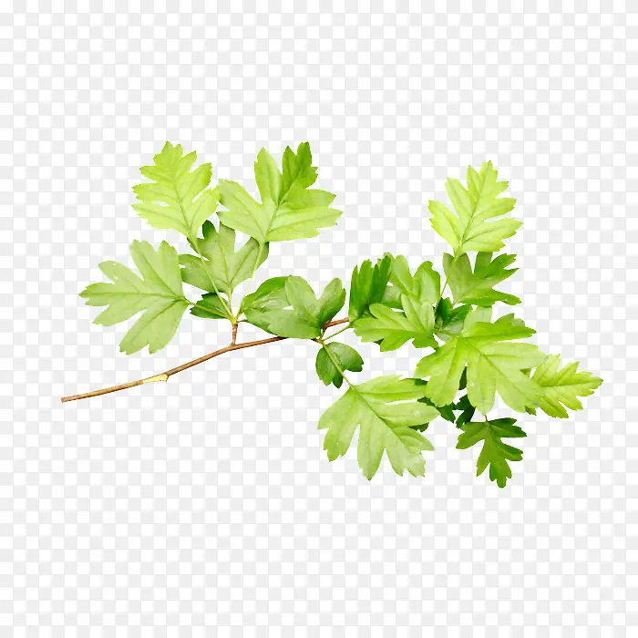 ��֦-������