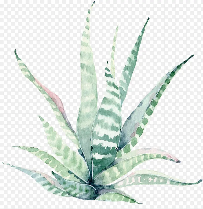 ˮ�ʻ���ֲ��-������