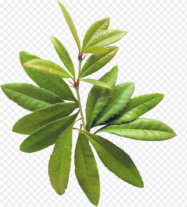 ��֦-������