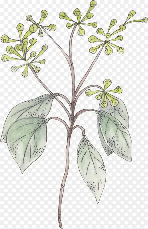 ��֦�ϵ���Ҷ-������