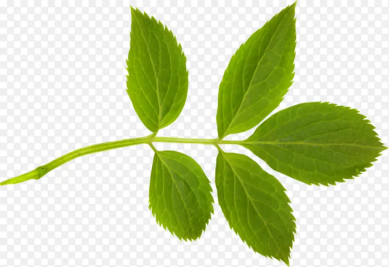 ��Ҷ-������