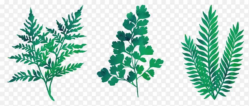 ˮ����ɫʸ��ֲ��-������