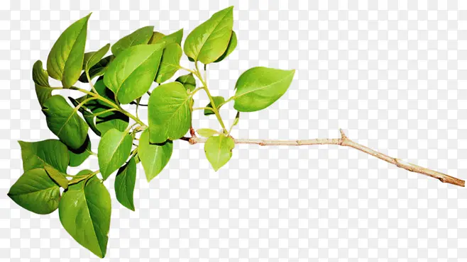 ��֦-������