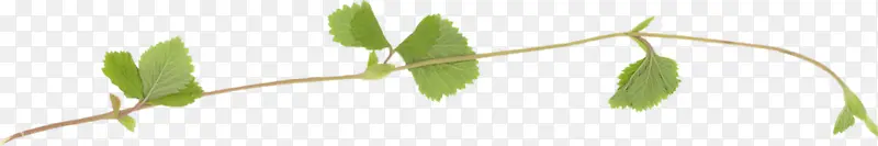 ��֦��Ҷ-������