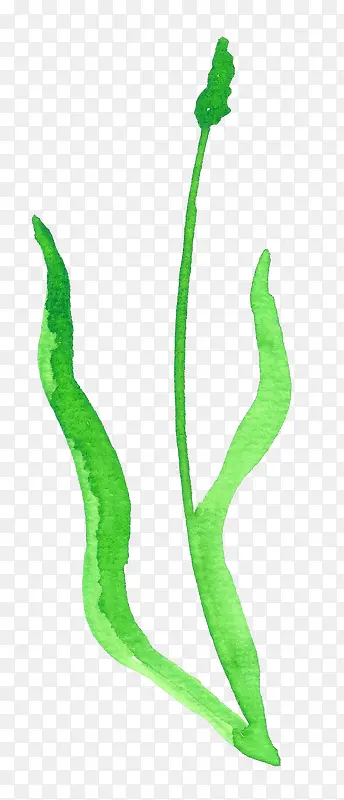 ˮ��ֲ��-������