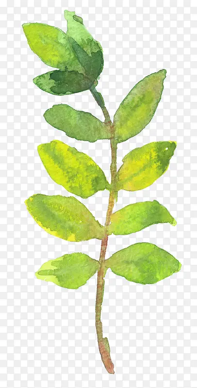 �ֻ���Ҷ-������