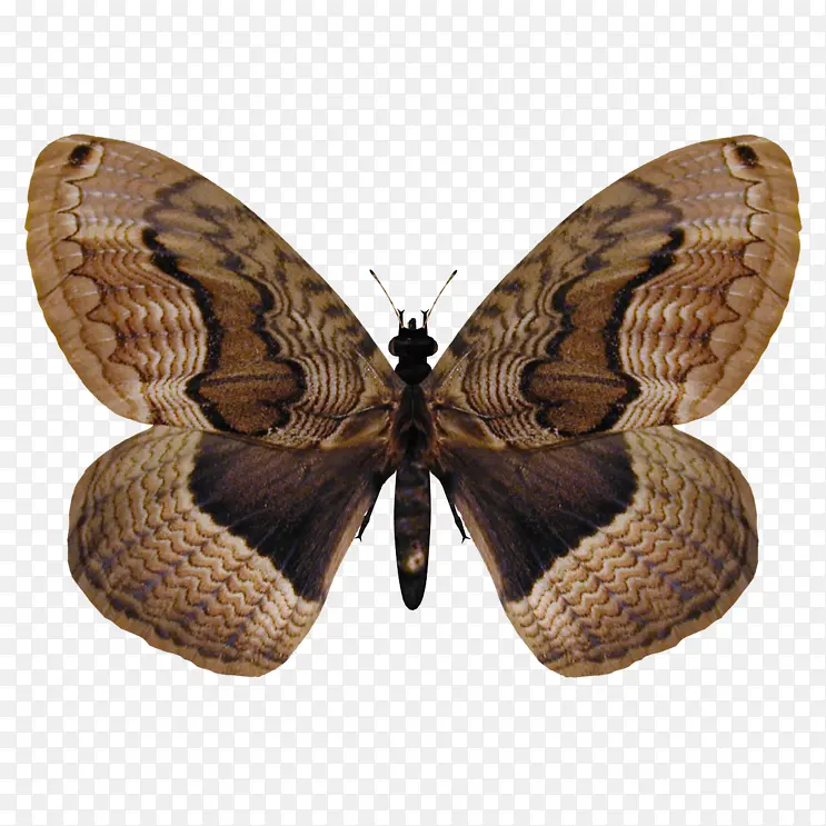 �ֻ���ɫ����-������