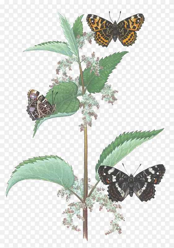 ��Լ����ֲ��廭-������