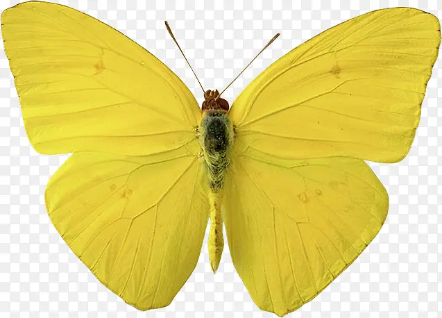 ��ɫ����-������