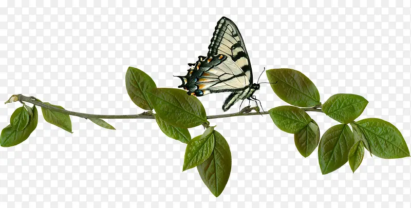 ������Ҷ��֦��������-������