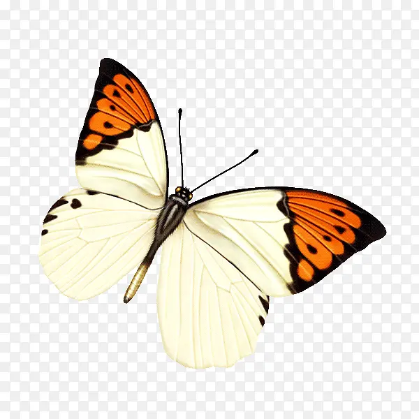 ��ɫ����-������