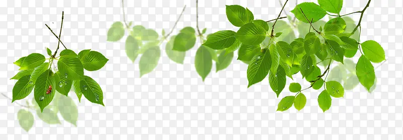 ��֦Ҷ-������