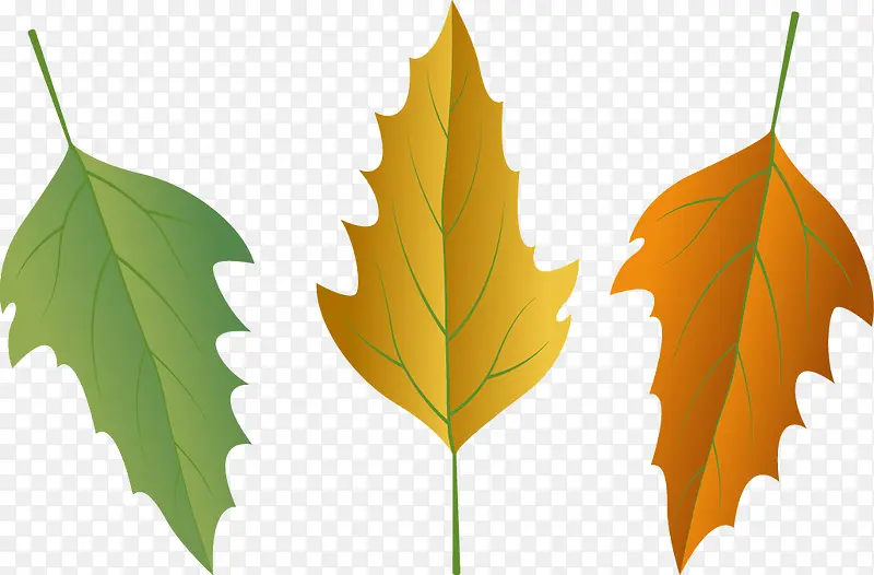 ��ͨ��Ҷ-������