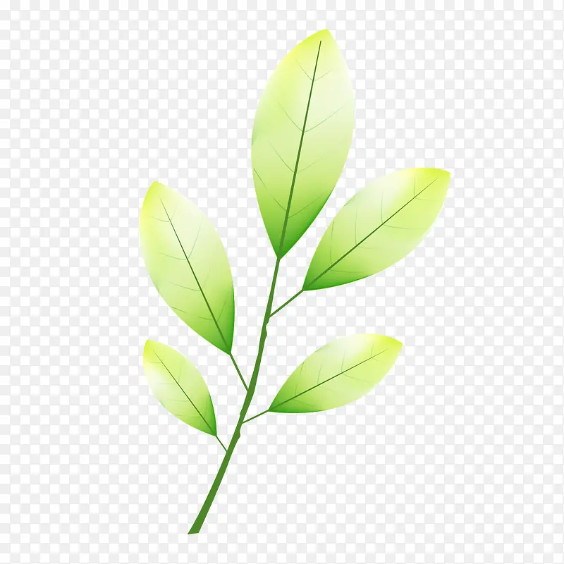 ��ɫ��ͨ��Ҷ-������