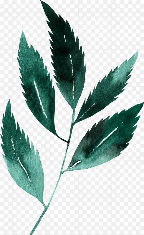 �ֻ���Ҷ-������