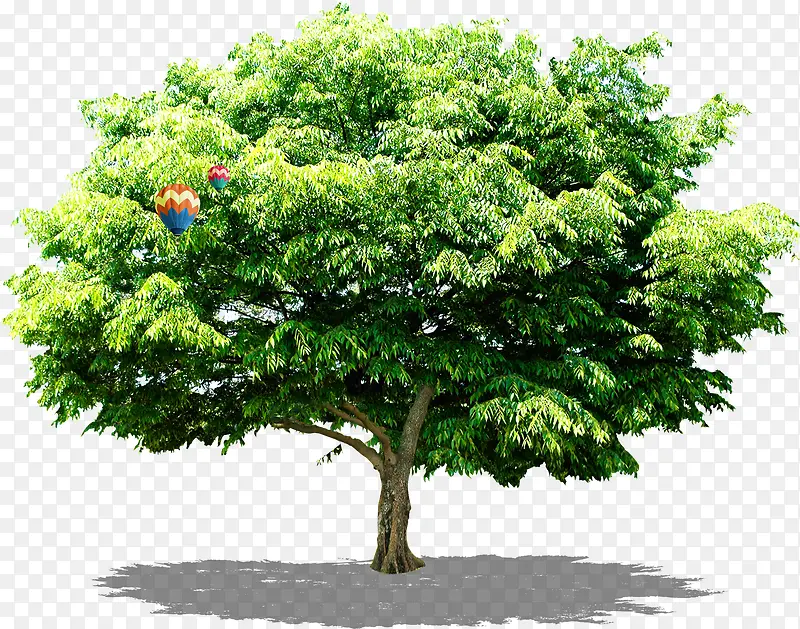 ����-������