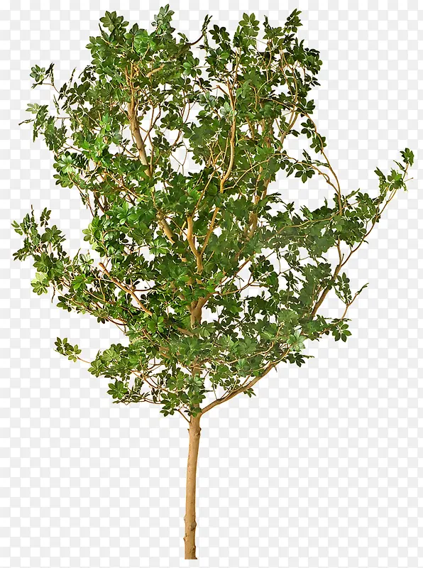 ��ľ-������