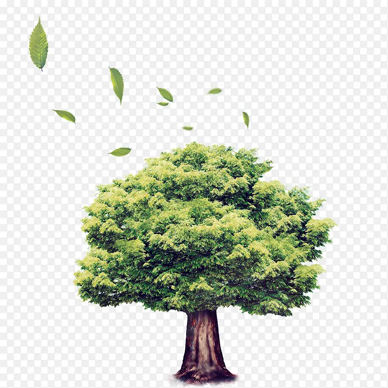 ��ɫ����-������