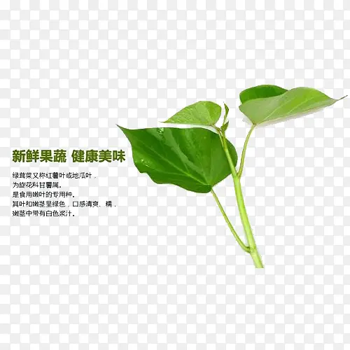 ��ζ�ķ���Ҷ-������