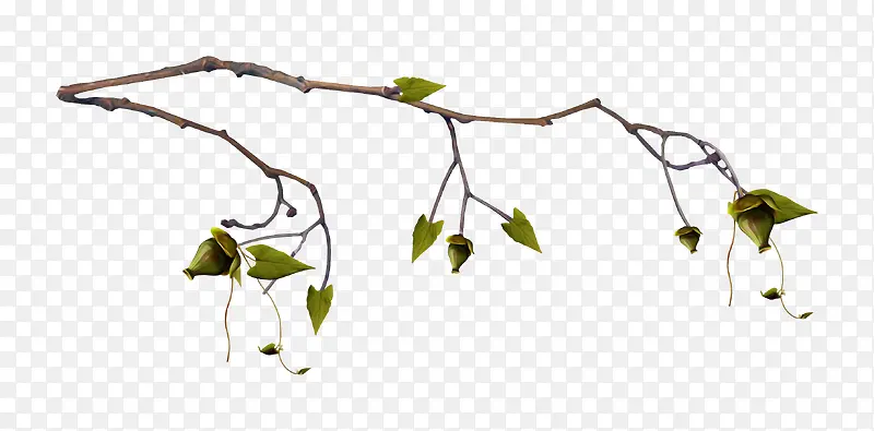 ��֦��Ҷ-������