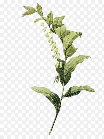 �ֻ���Ҷ-������