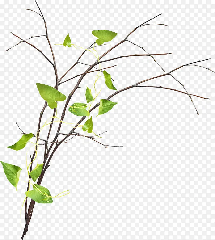 ��ľ-������