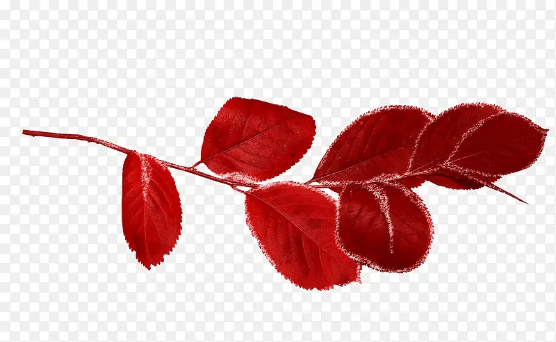 ��ɫ��ҶͼƬ-������