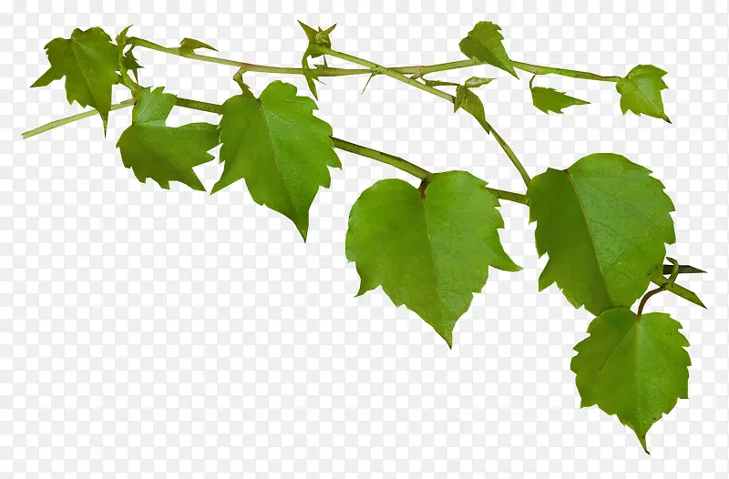 ��ɫ֦Ҷ-������