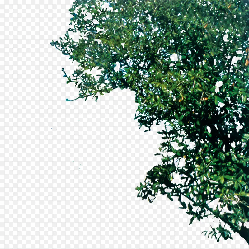 ��֦��Ҷ-������