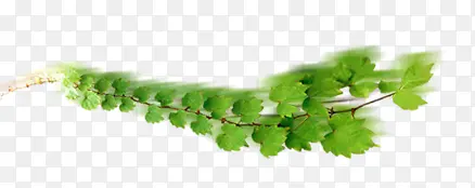 ��Ҷ-������