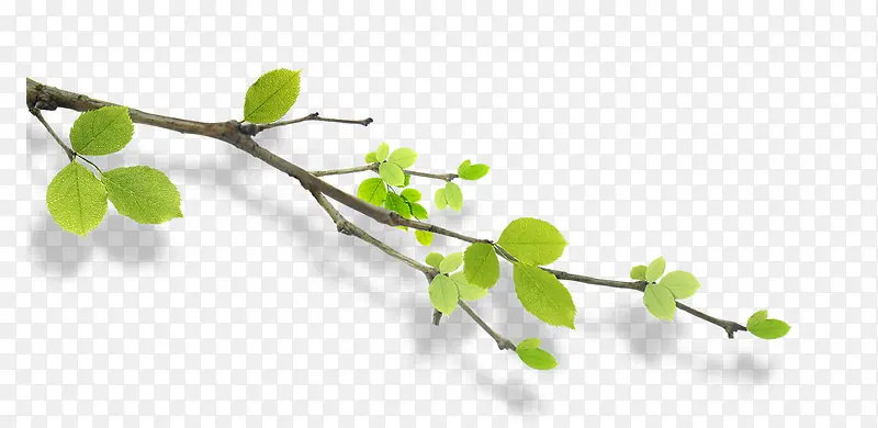 ��֦-������