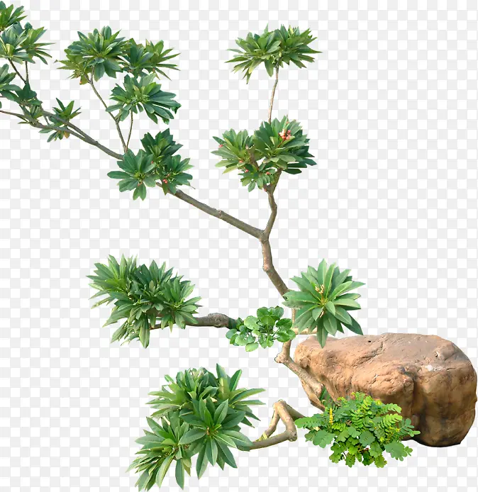 ��֦-������