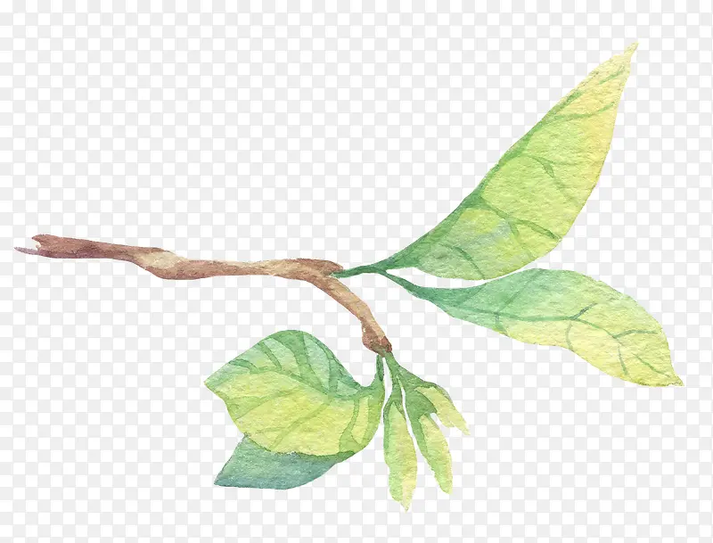 �ֻ�ˮ����֦��Ҷ-������