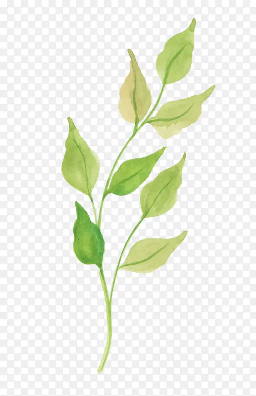 ��ɫ��Ҷ-������