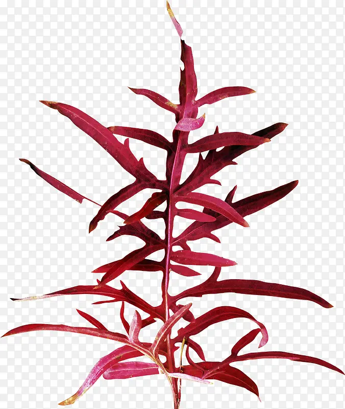 ��ɫ��Ҷ-������