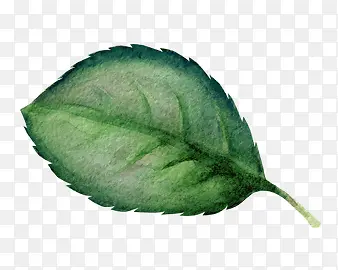 ˮ����Ҷ-������