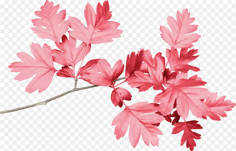 ��ɫ��Ҷ-������