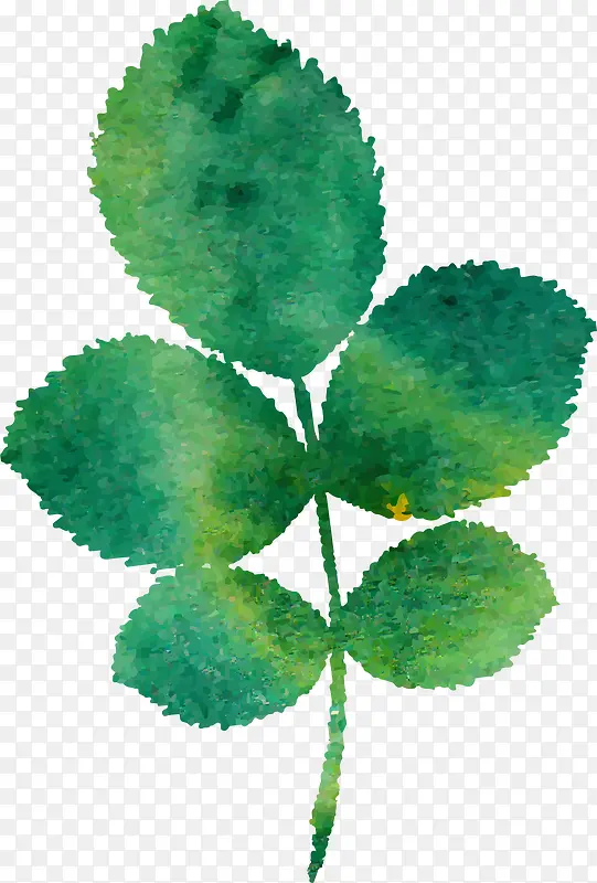 ˮ����Ҷ-������