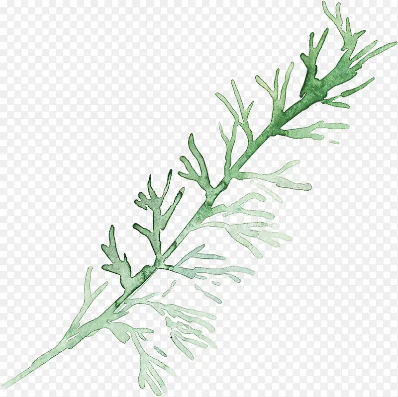 ˮ����Ҷ��֦-������