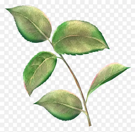 ��֦��Ҷ-������