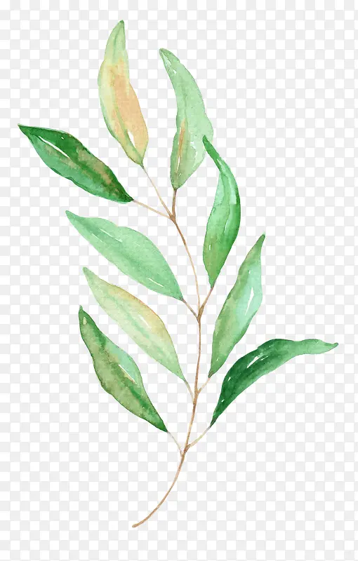 �ֻ�ˮ����Ҷ-������