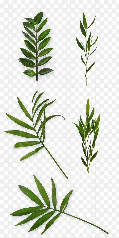 ��ɫ��Ҷ��֦-������