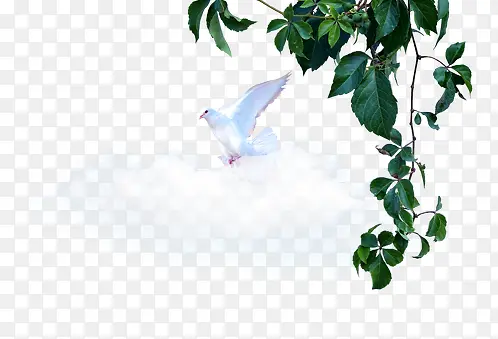 װ����֦��Ҷ-������