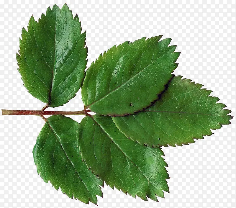 ��֦��ɫ��Ҷ-������